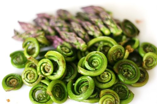 Fiddlehead Ferns