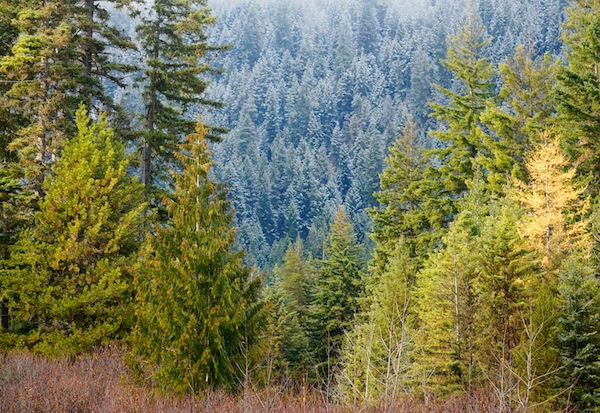 Leavenworth larches by Melissa Dismuke