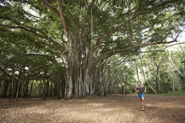 THE-BANYAN-TREE