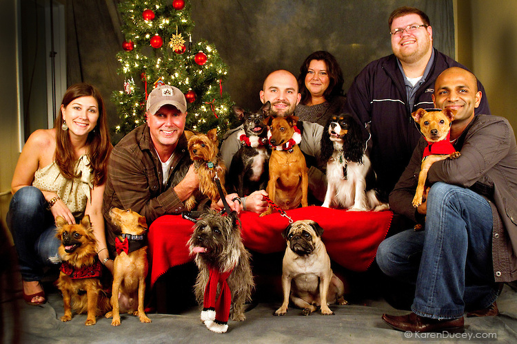 Nine dogs and their people are photographed at a Muttmixer holiday party thrown by City Dog magazine in Seattle, WA on December 09, 2010. (photo by Karen Ducey)