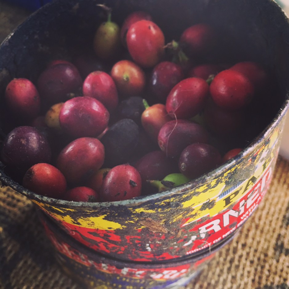 Greenwell Farms, Photo by Corinne Whiting