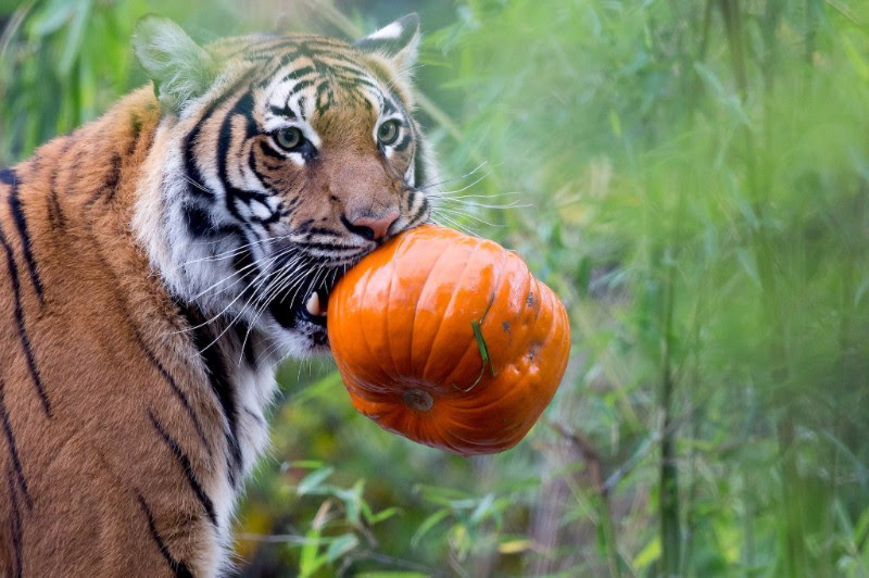 Photo Courtesy Jeremy Dwyer-Lindgren/Woodland Park Zoo
