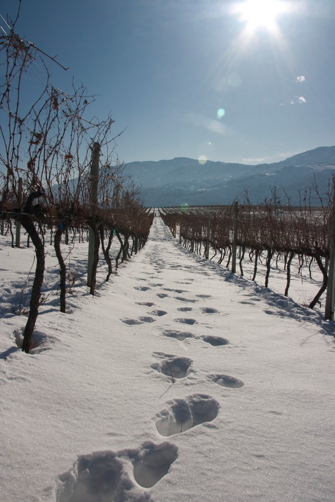 Courtesy Oliver Osoyoos Winery Association 