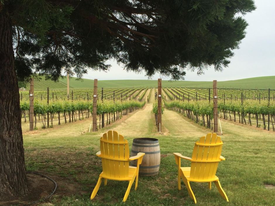 Yellow chairs in vineyard