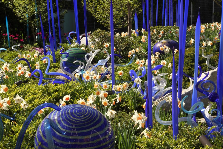 Daffodil 'Chromocolor'