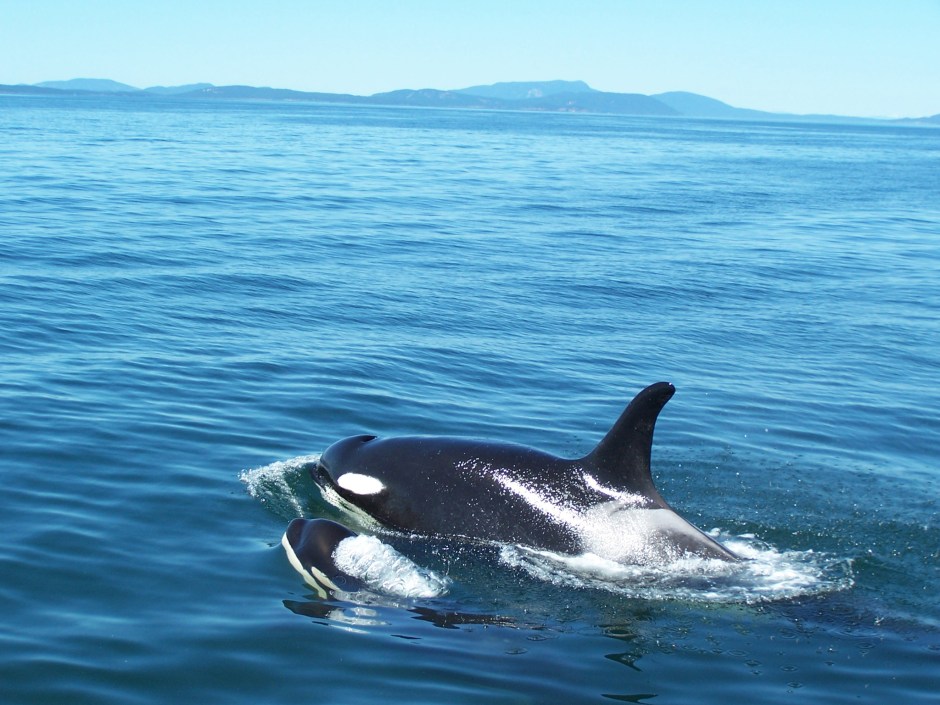 Orca &amp; Baby At Deception Pass