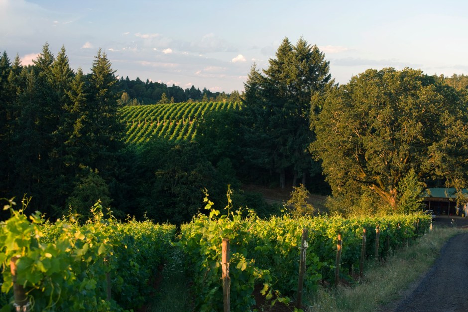 ERA_img_Vineyardroad